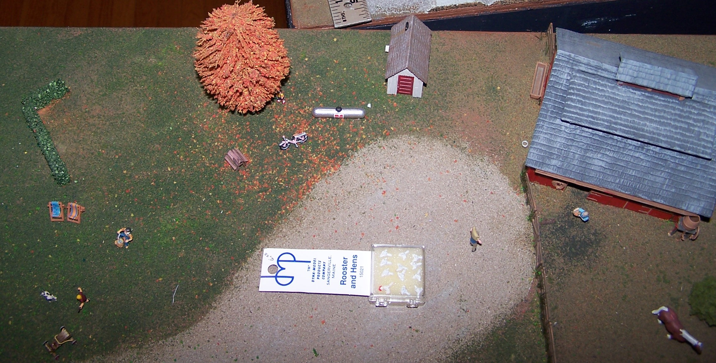 Picture of the chickens for the chicken coop