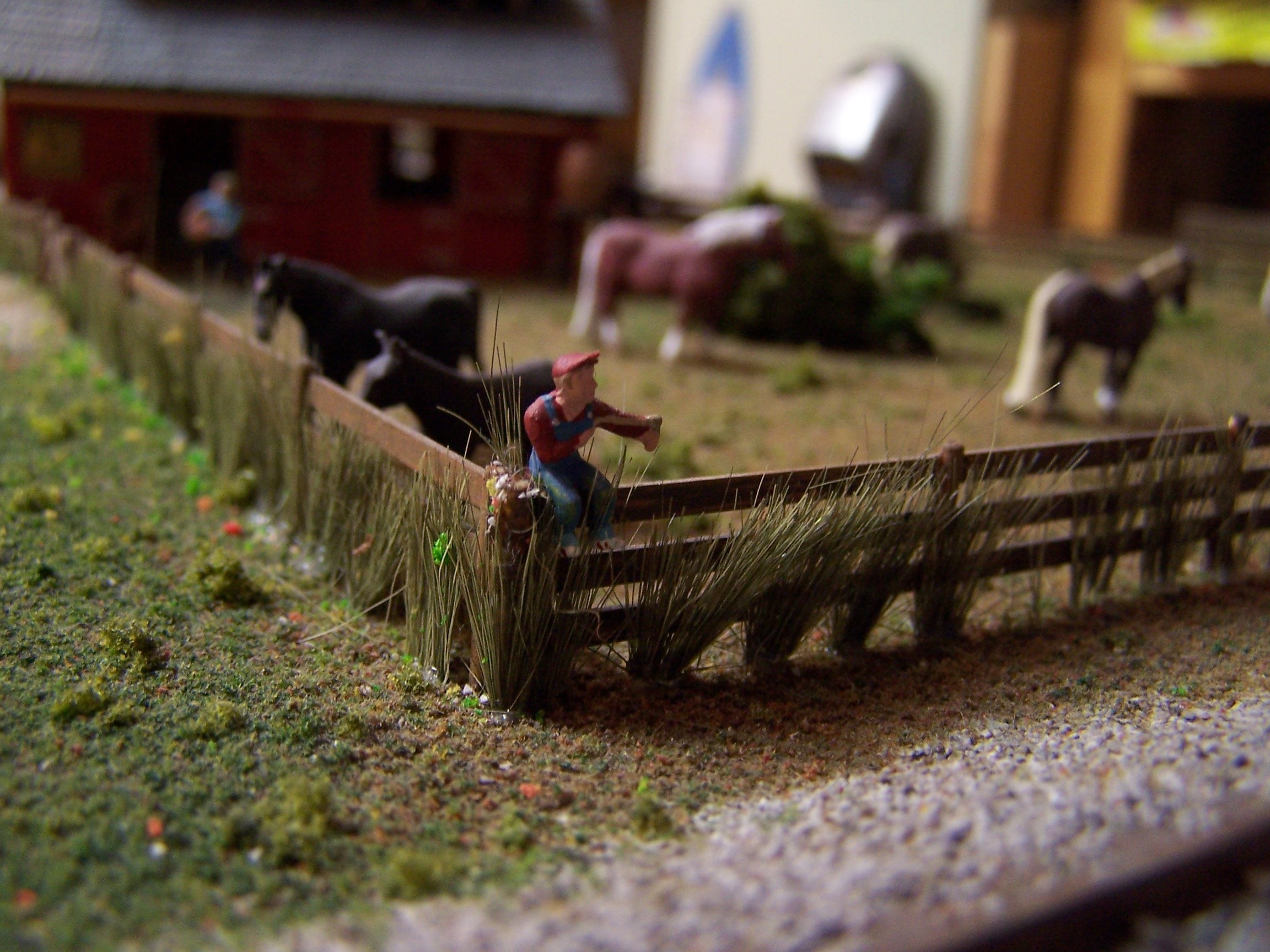 Picture of hair grass in the fence