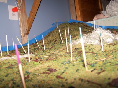 Picture of forest floor
