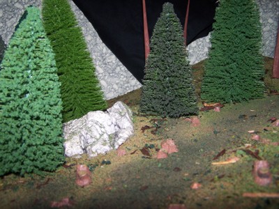 Picture of forest